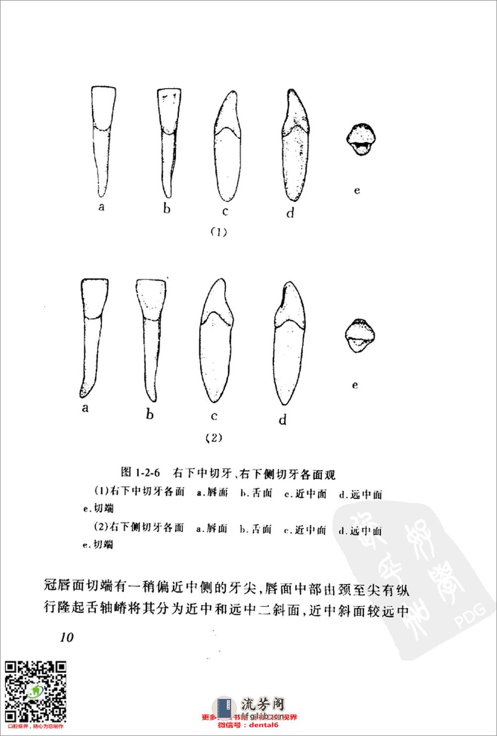 保牙、粘牙、植牙与制牙_11201941 - 第20页预览图