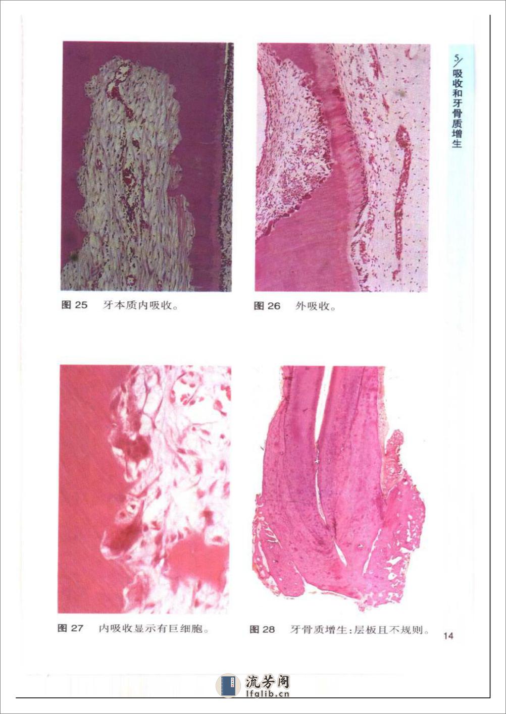 袖珍诊疗彩色图谱系列+口腔病理学 - 第20页预览图