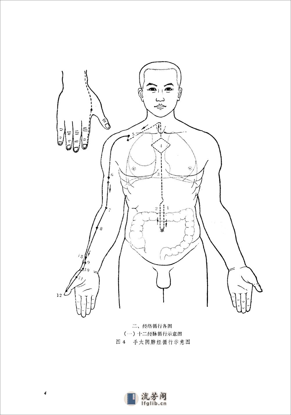 针灸穴位解剖图谱 - 第14页预览图