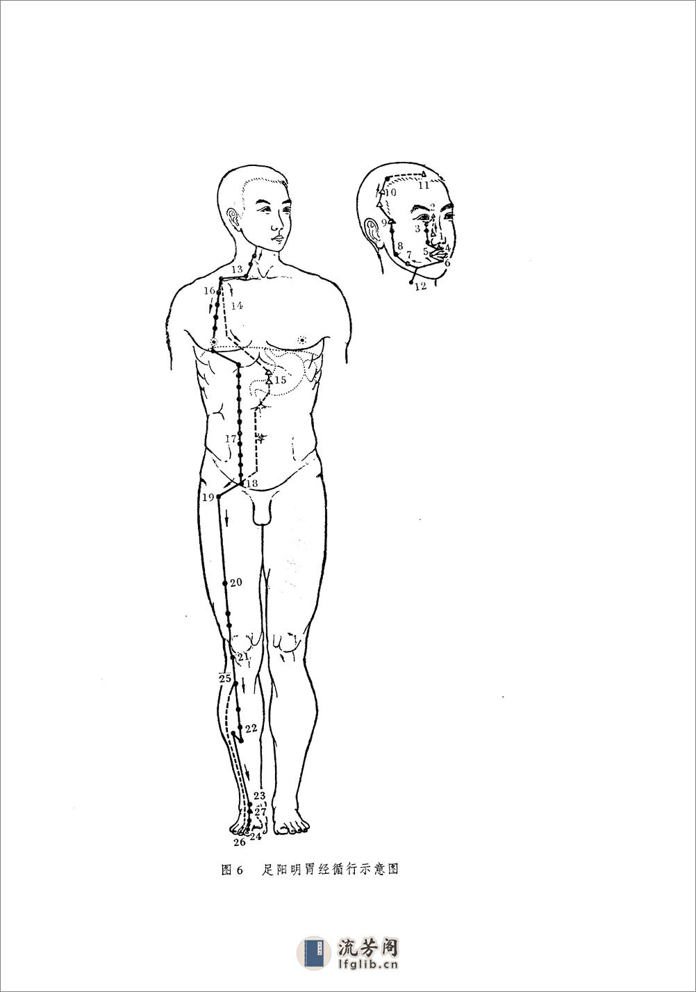 针灸穴位解剖图谱 - 第19页预览图