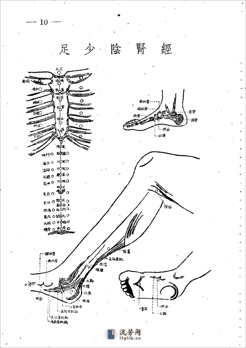 十四经穴图谱 日本本间祥白1959 - 第10页预览图