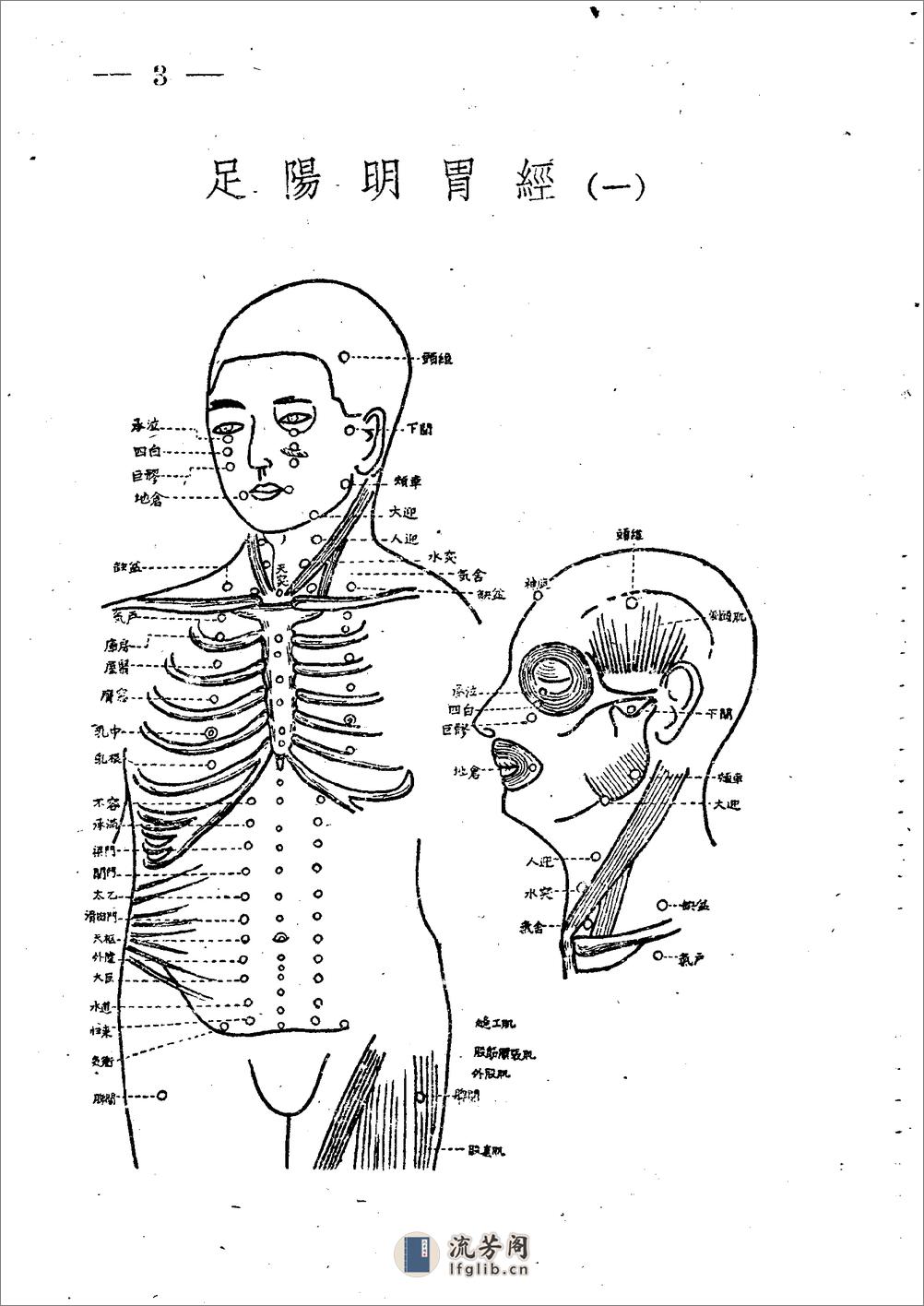 十四经穴图谱 日本本间祥白1959 - 第3页预览图
