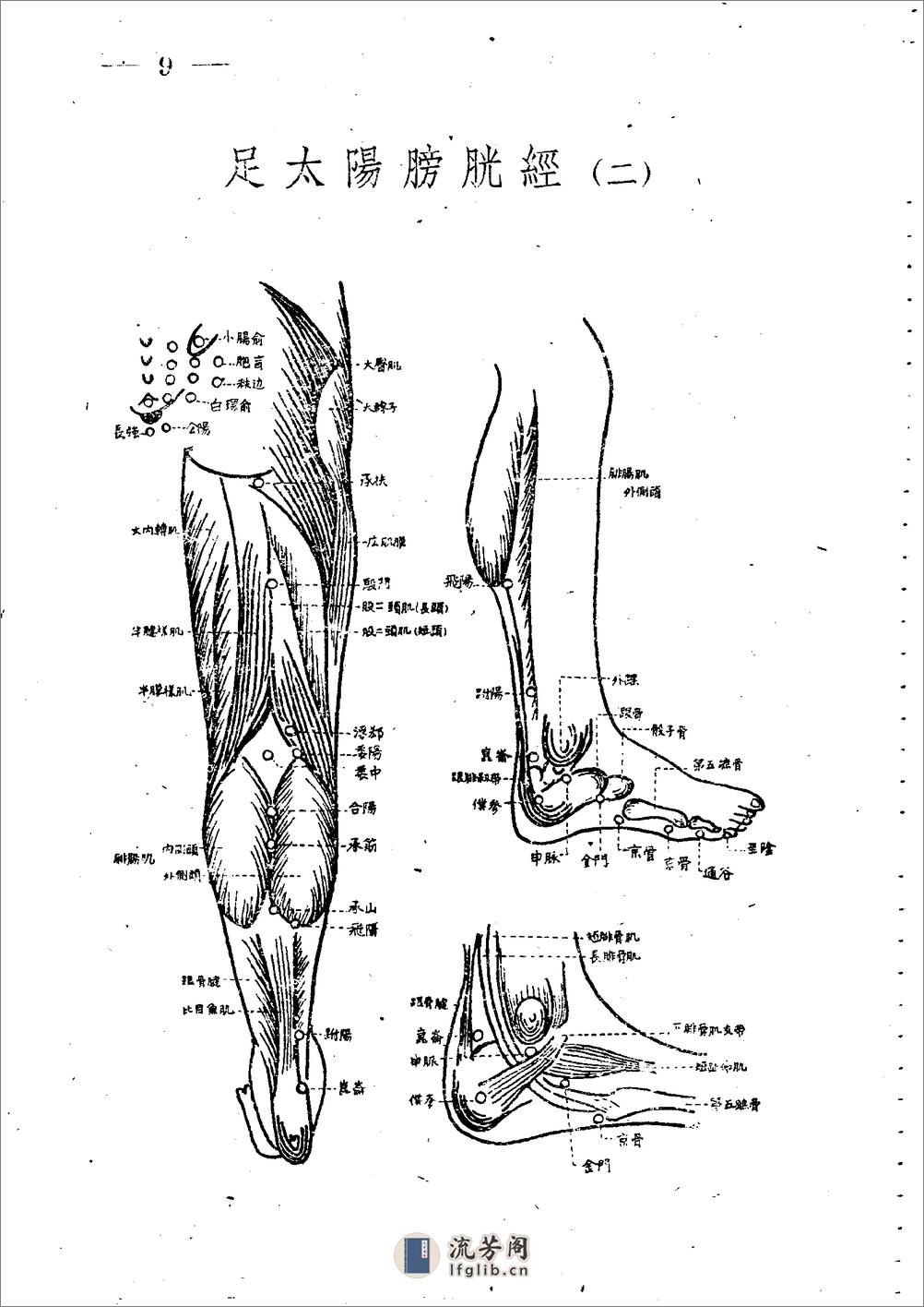 十四经穴图谱 日本本间祥白1959 - 第9页预览图