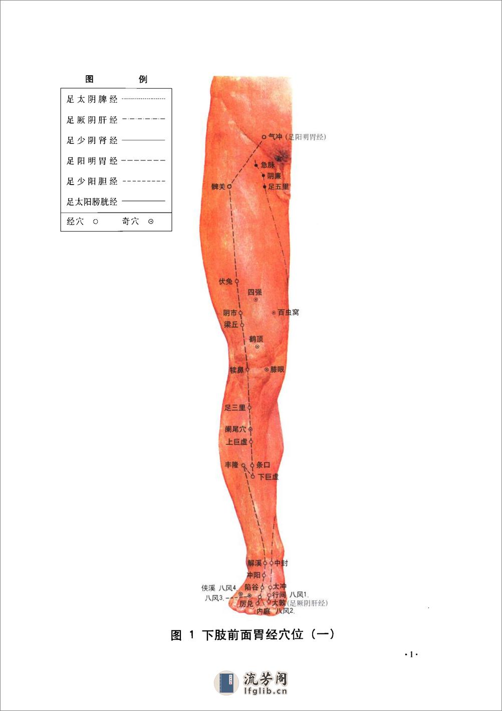 经穴断面解剖图解（下肢部分） - 第16页预览图