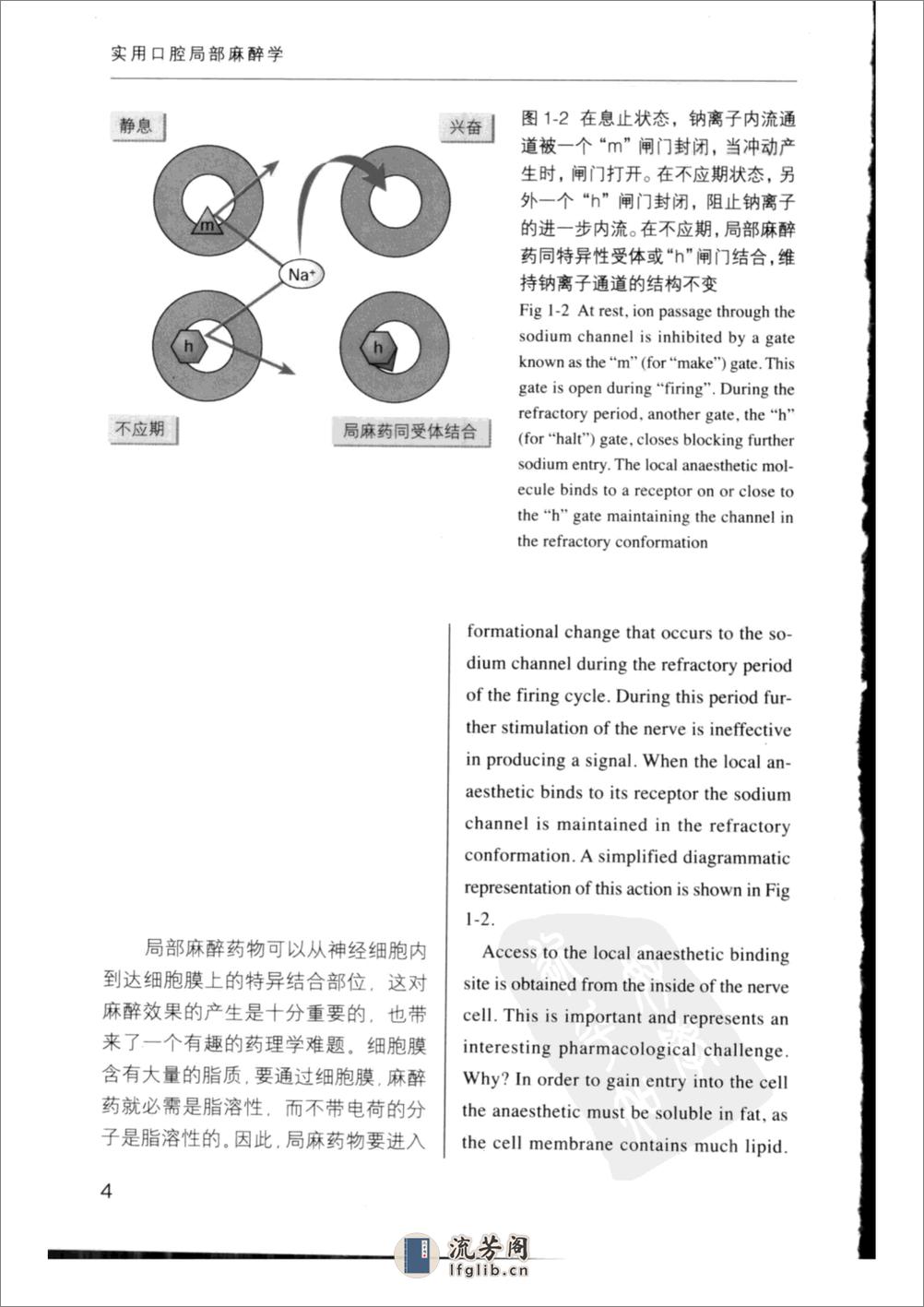 实用口腔局部麻醉学++（中英文对照） - 第12页预览图