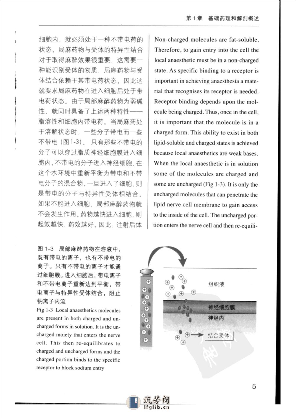 实用口腔局部麻醉学++（中英文对照） - 第13页预览图