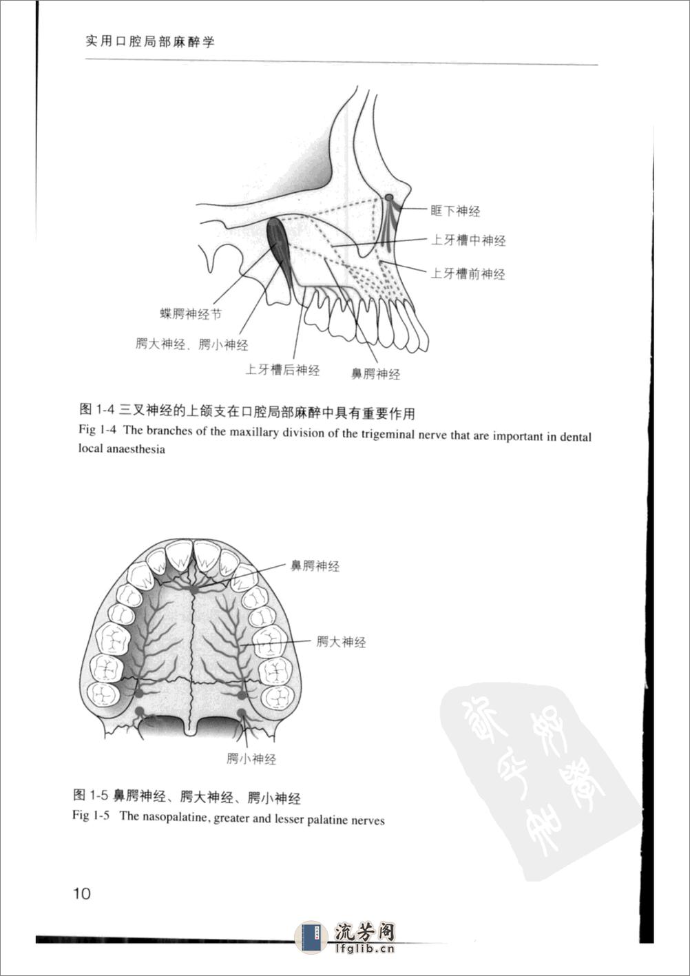 实用口腔局部麻醉学++（中英文对照） - 第18页预览图