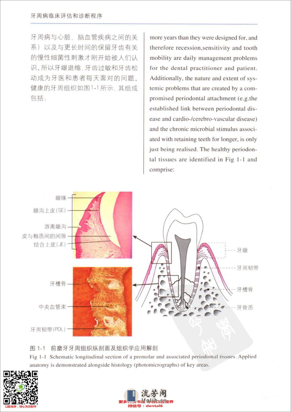 牙周病临床评估 口腔临床要点快速掌握系列 - 第11页预览图