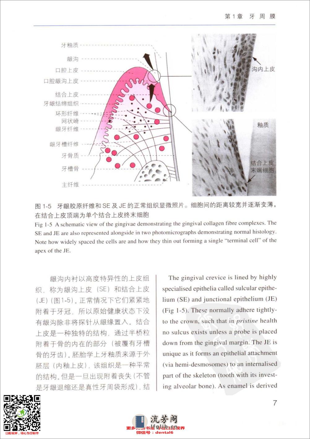 牙周病临床评估 口腔临床要点快速掌握系列 - 第16页预览图