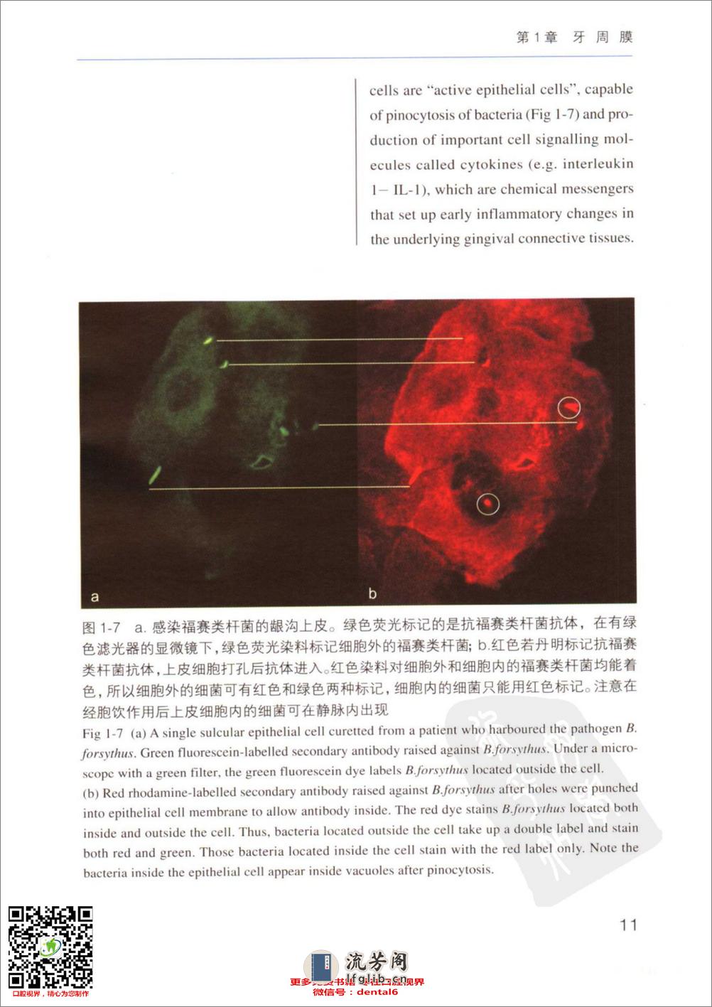 牙周病临床评估 口腔临床要点快速掌握系列 - 第20页预览图