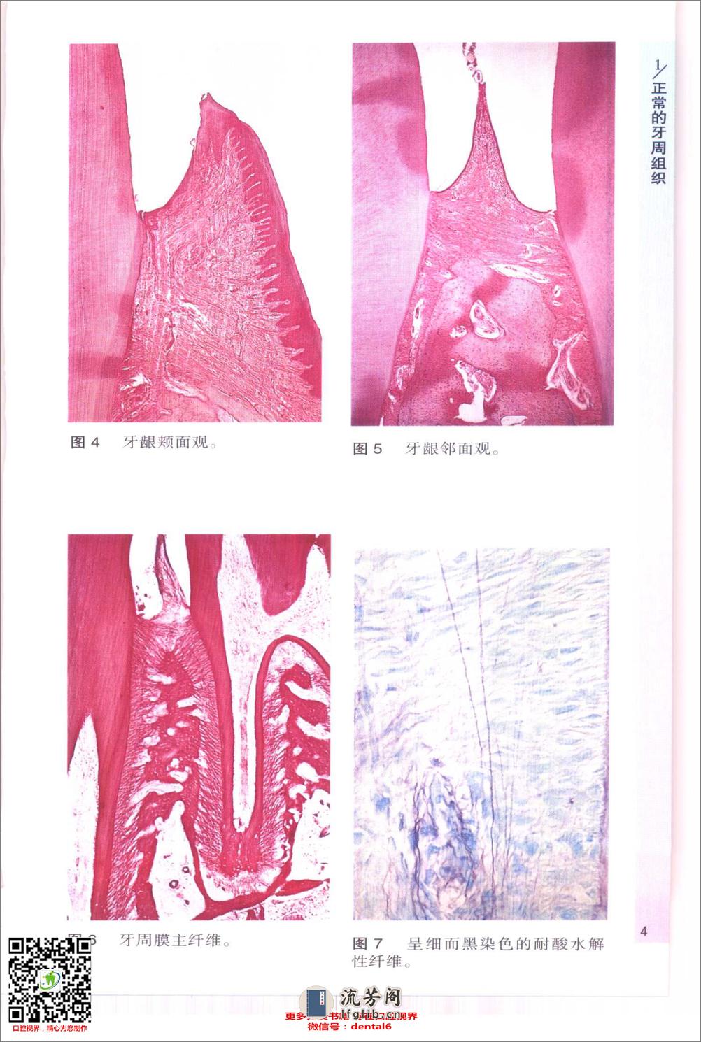 袖珍诊疗彩色图谱系列 牙周病学[英]希斯曼（Heasman，P.）等编著 - 第6页预览图