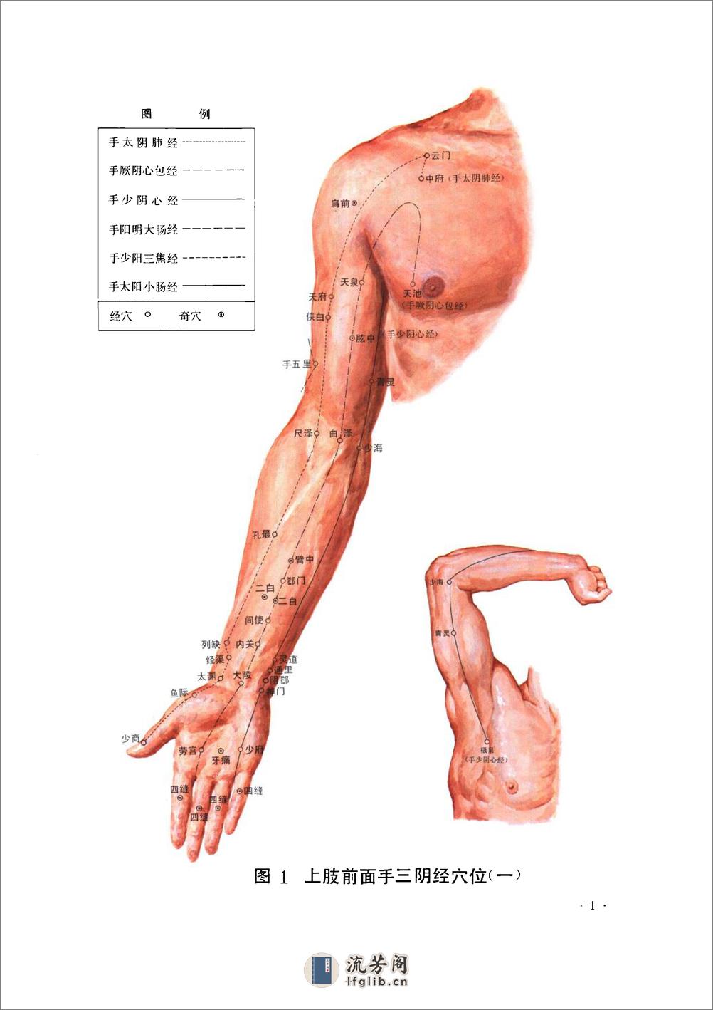 经穴断面解剖图解（上肢部分） - 第17页预览图