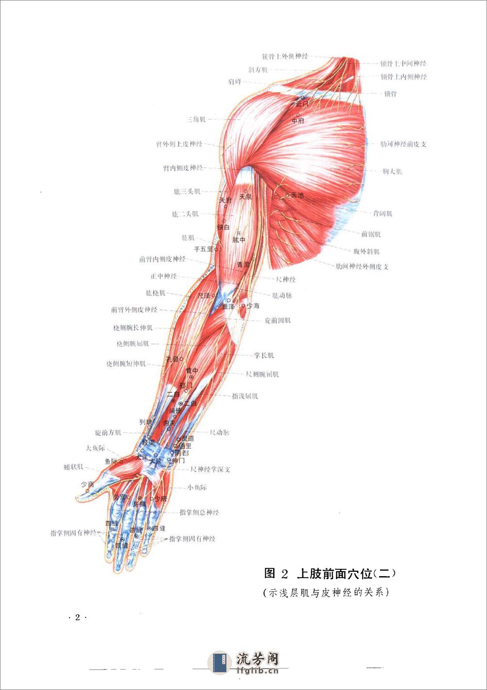 经穴断面解剖图解（上肢部分） - 第18页预览图