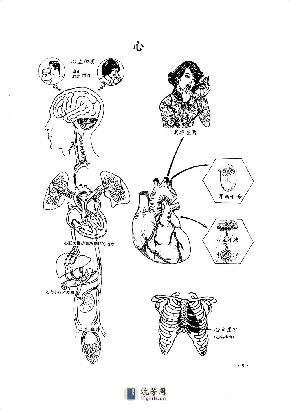 中医精髓图解 汤泰元1997 - 第17页预览图