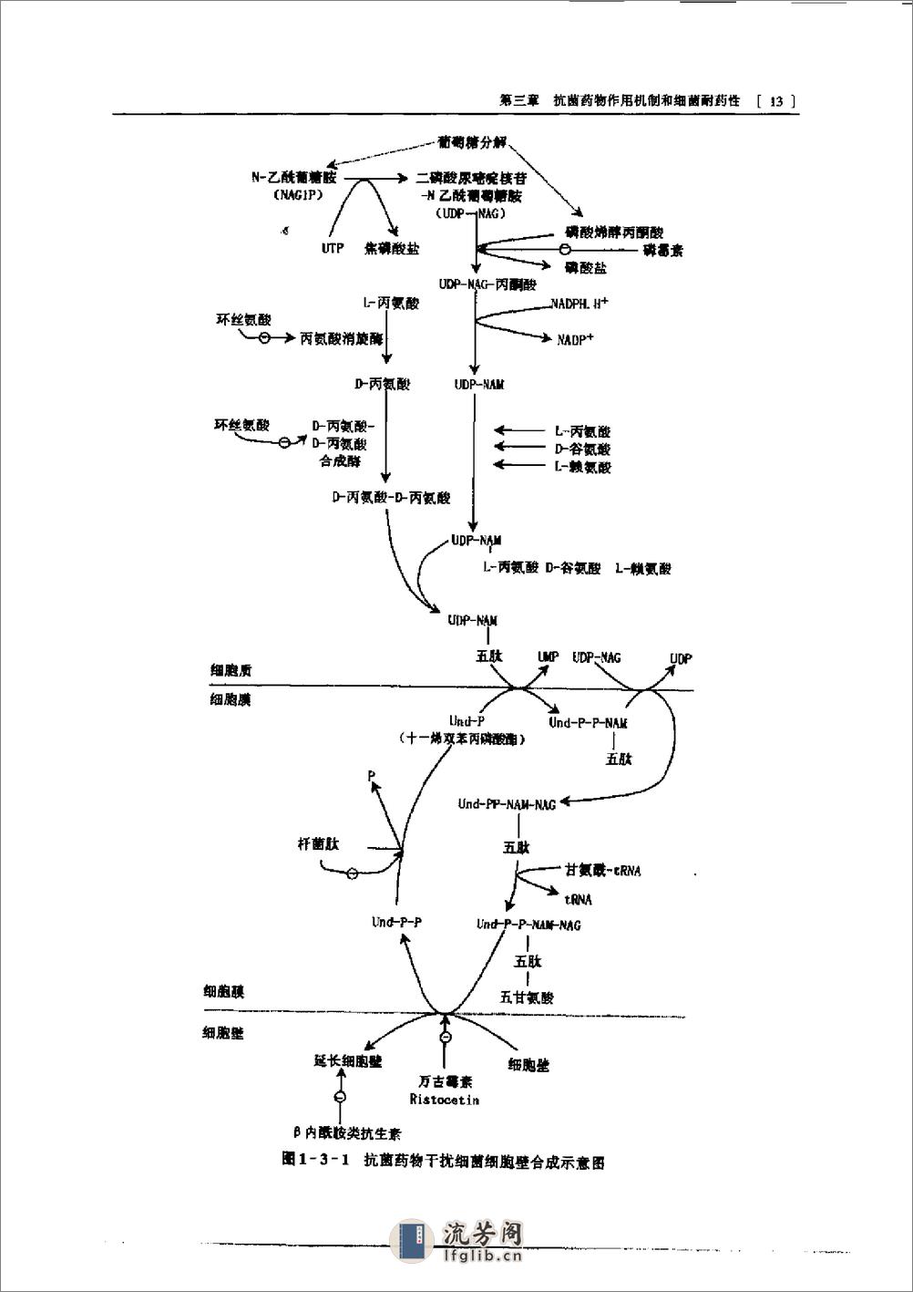 实用抗菌药物学（第二版） - 第13页预览图