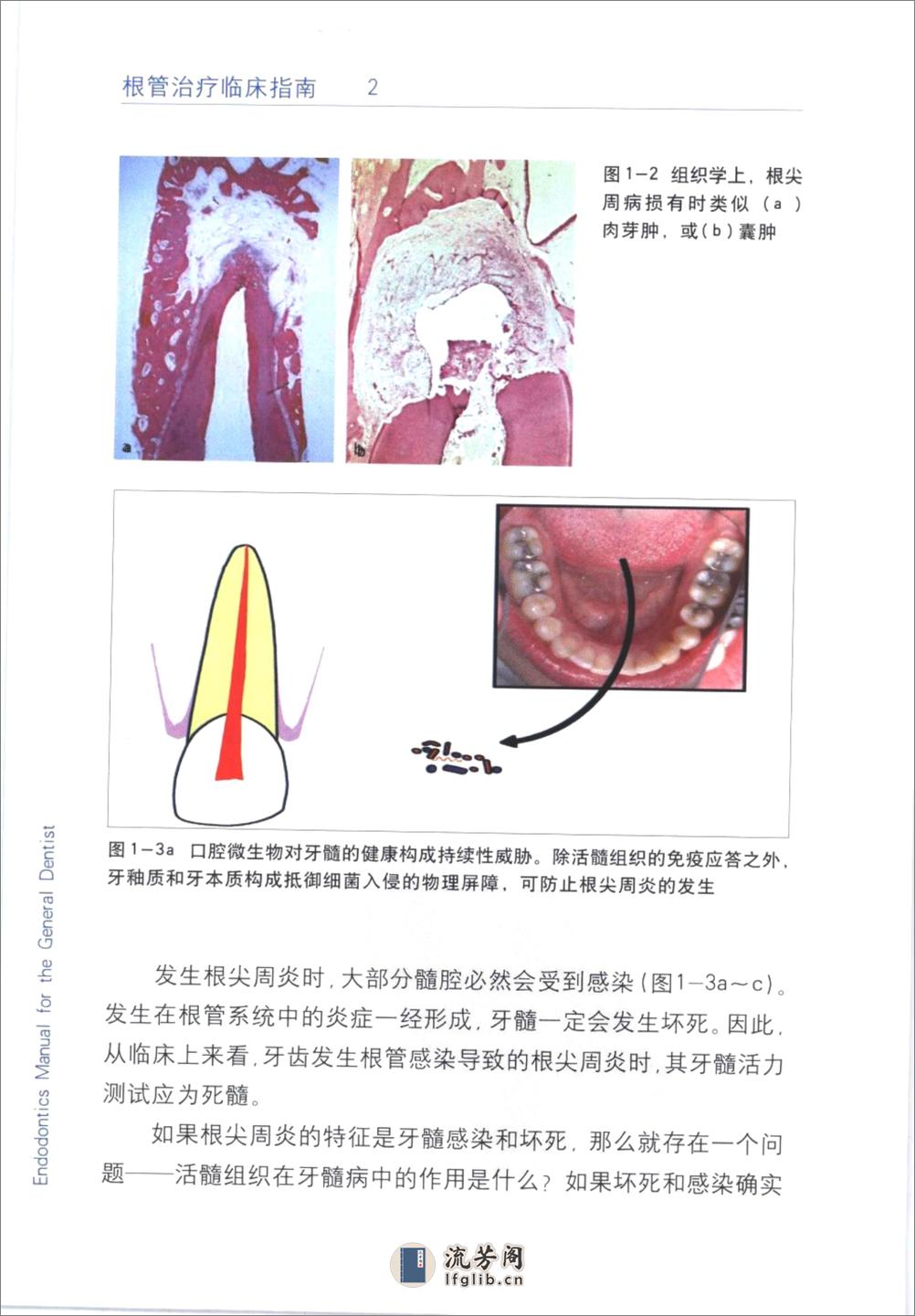 根管治疗临床指南+（中英文对照）_刘荣森20... - 第12页预览图