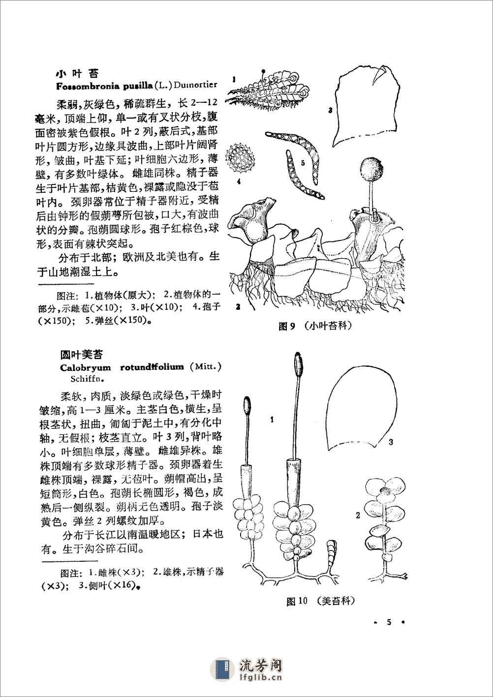 中国高等植物图鉴.第一册 - 第10页预览图