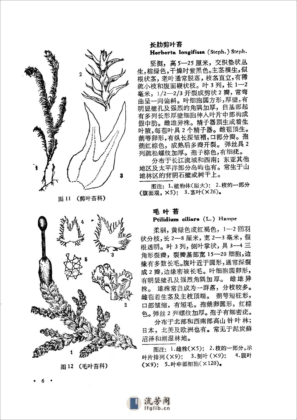 中国高等植物图鉴.第一册 - 第11页预览图