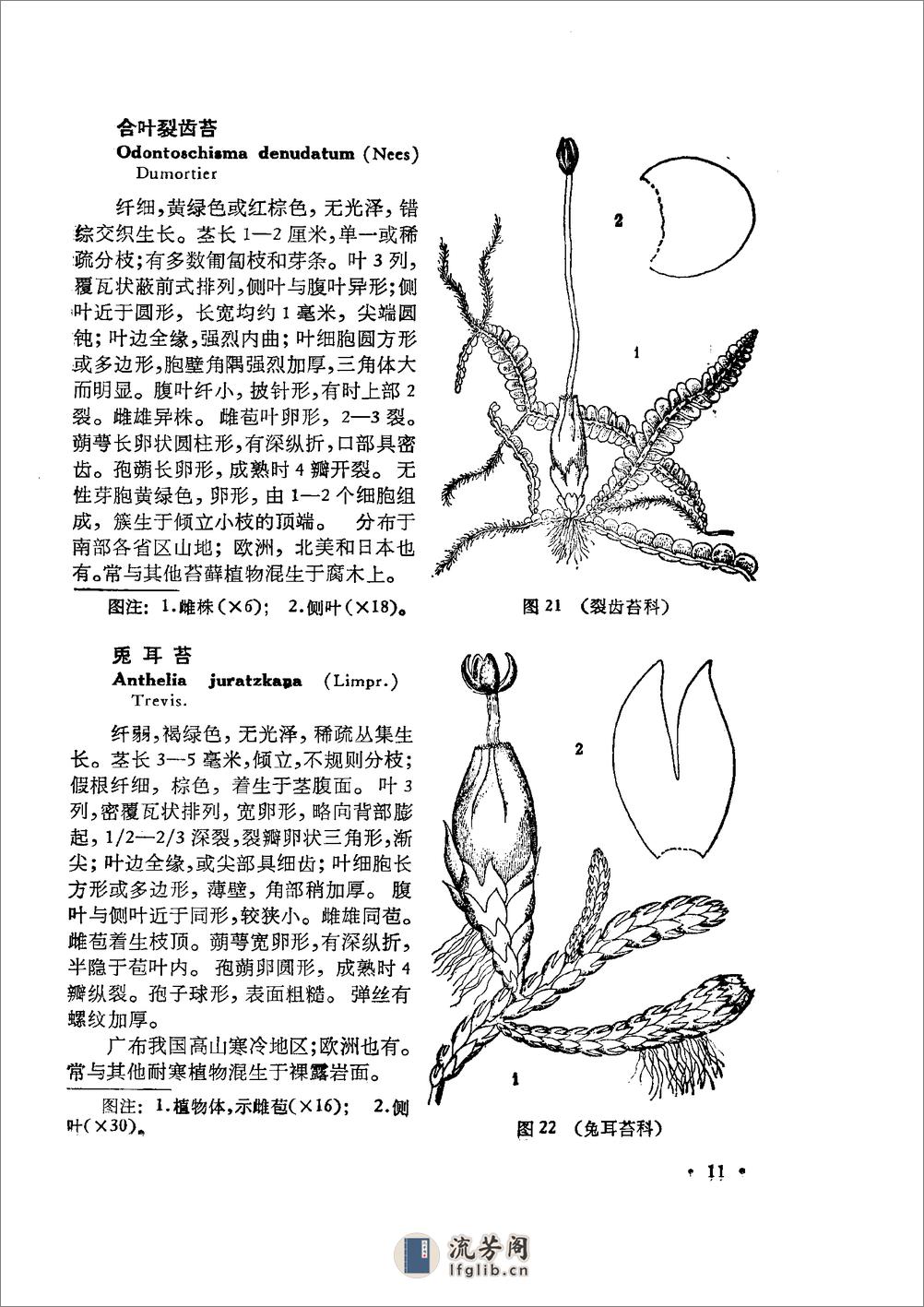 中国高等植物图鉴.第一册 - 第16页预览图