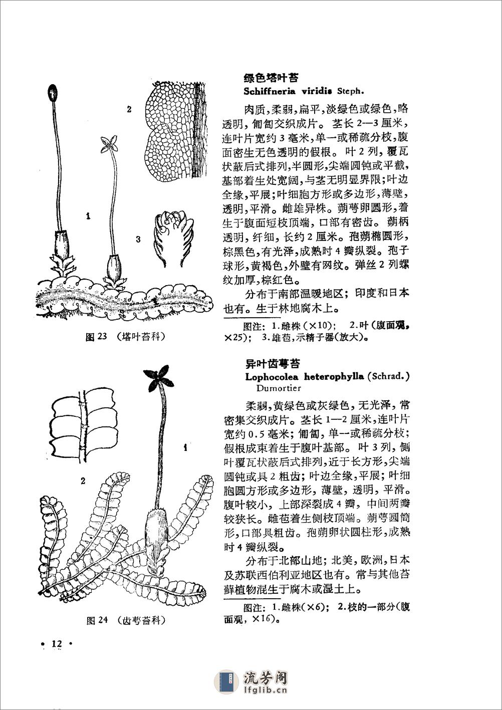 中国高等植物图鉴.第一册 - 第17页预览图