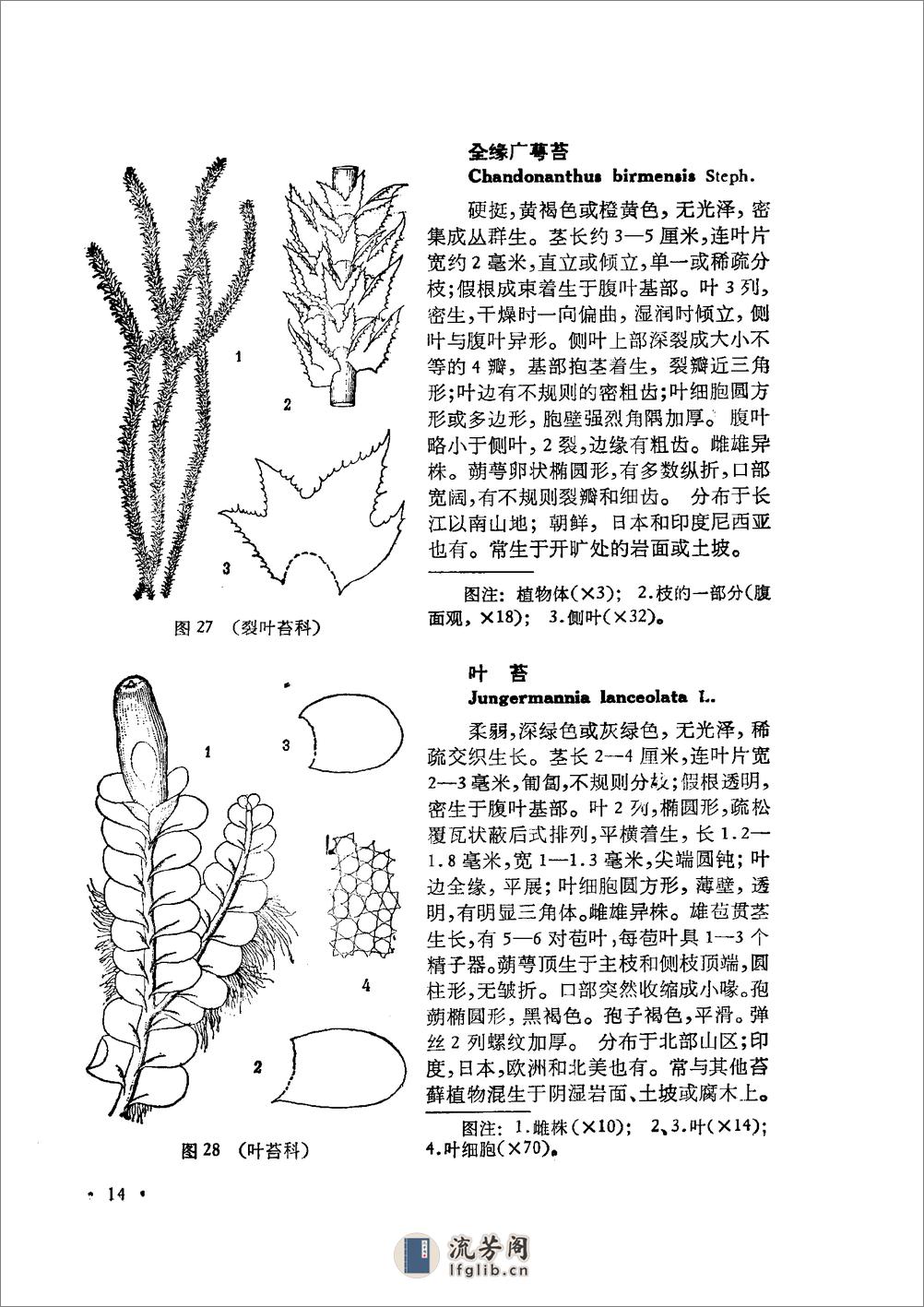 中国高等植物图鉴.第一册 - 第19页预览图