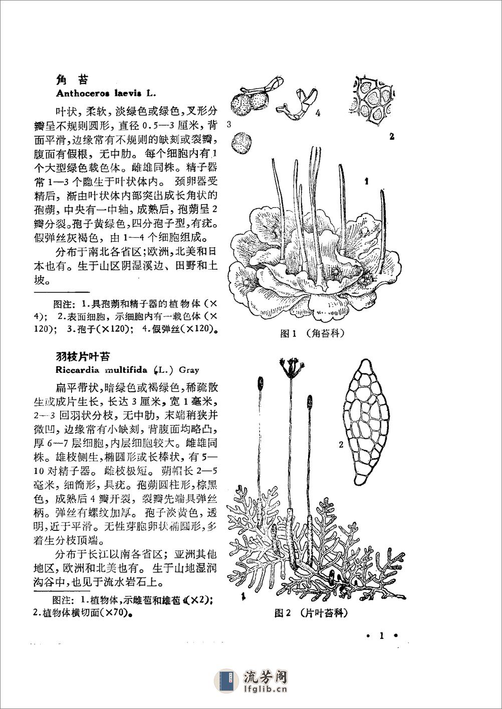 中国高等植物图鉴.第一册 - 第6页预览图