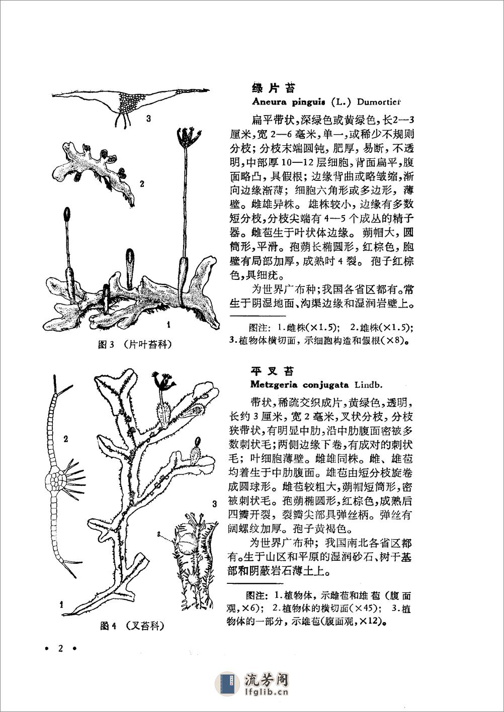 中国高等植物图鉴.第一册 - 第7页预览图