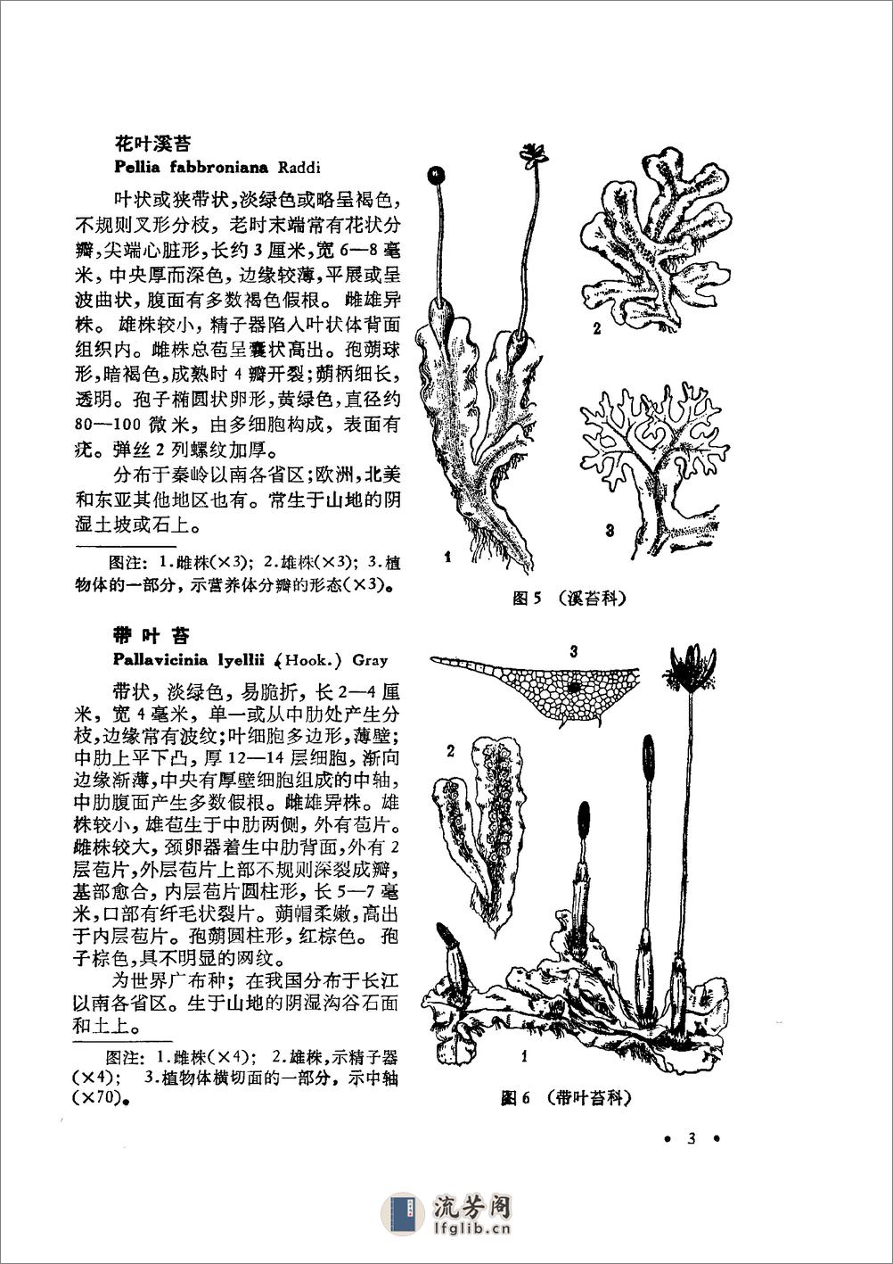 中国高等植物图鉴.第一册 - 第8页预览图