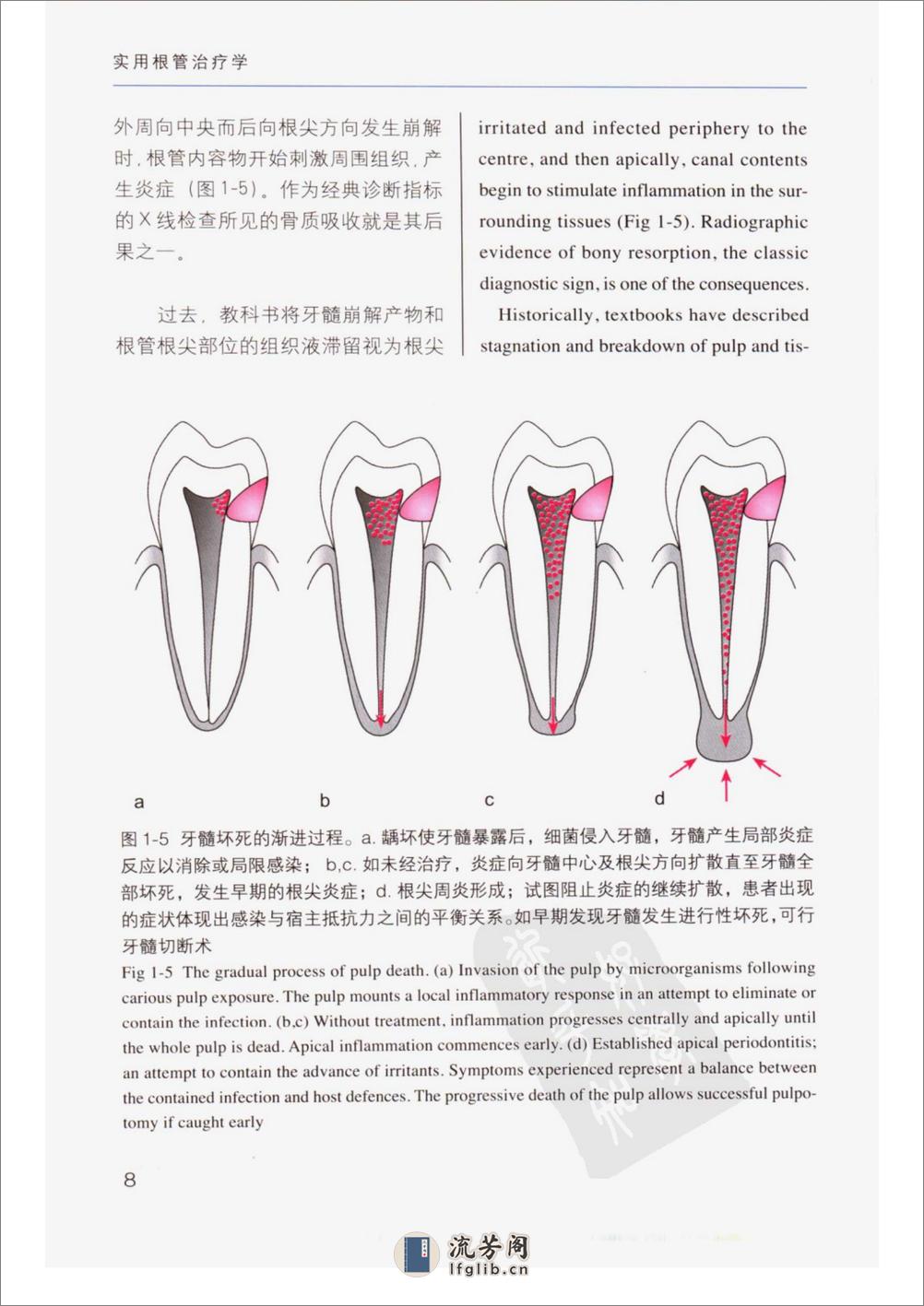 实用根管治疗学（口腔临床要点快速掌握系列） - 第15页预览图