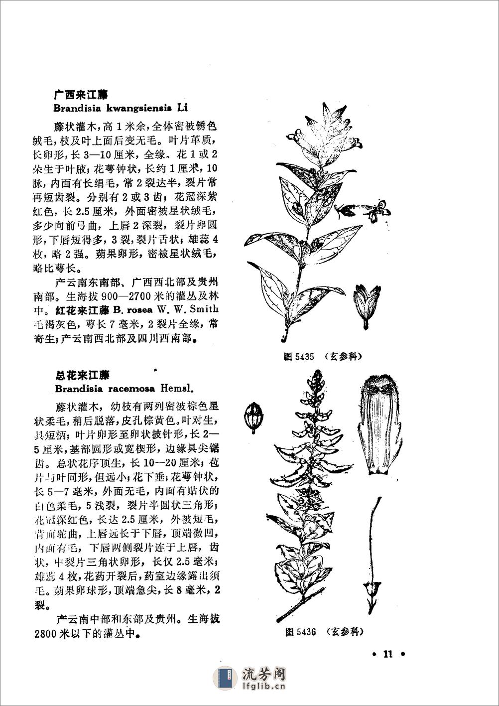 中国高等植物图鉴.第四册 - 第13页预览图