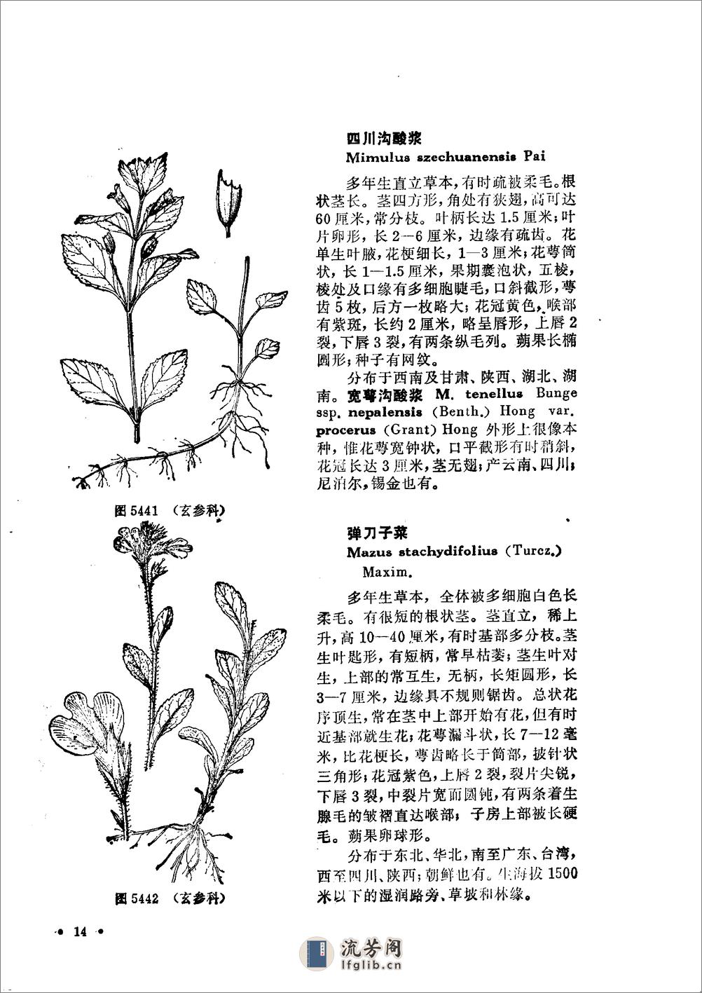 中国高等植物图鉴.第四册 - 第16页预览图