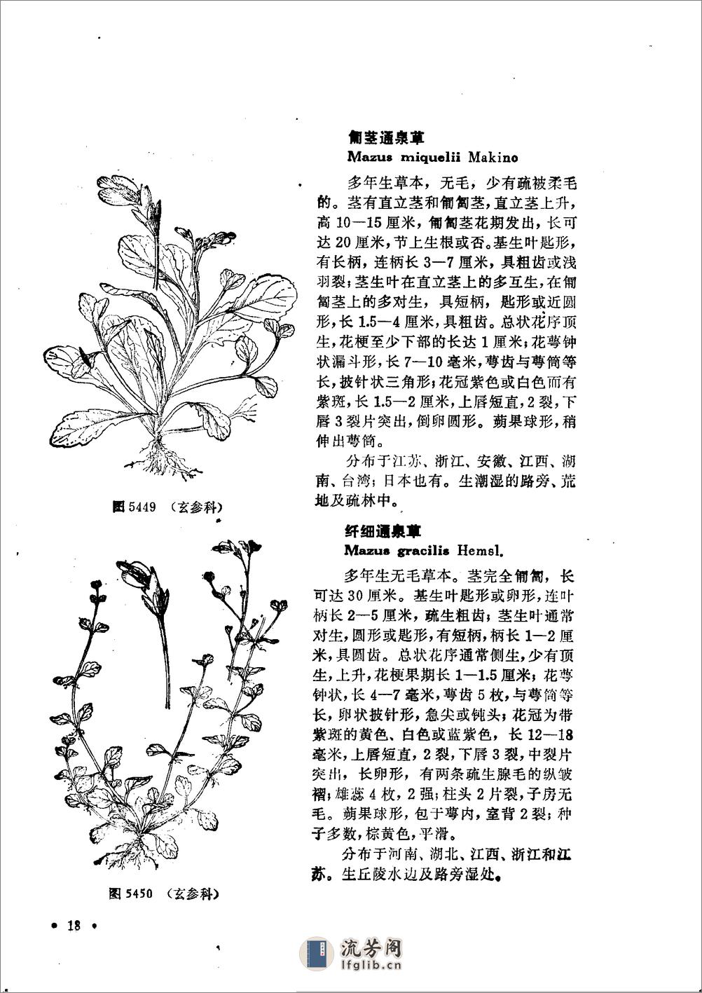 中国高等植物图鉴.第四册 - 第20页预览图