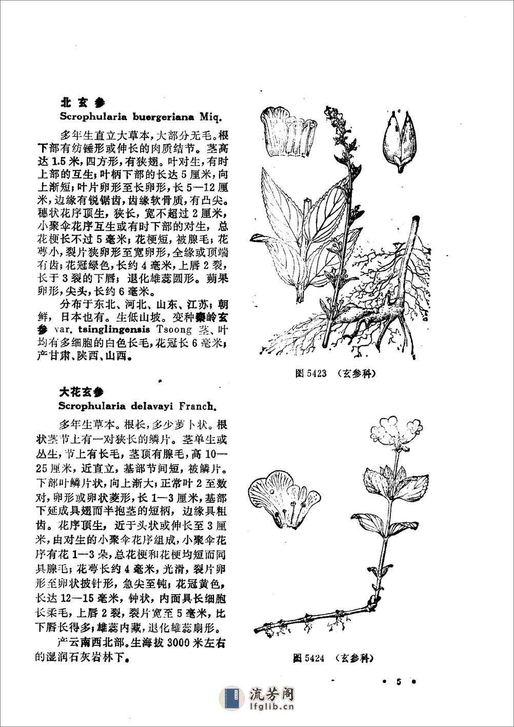 中国高等植物图鉴.第四册 - 第7页预览图
