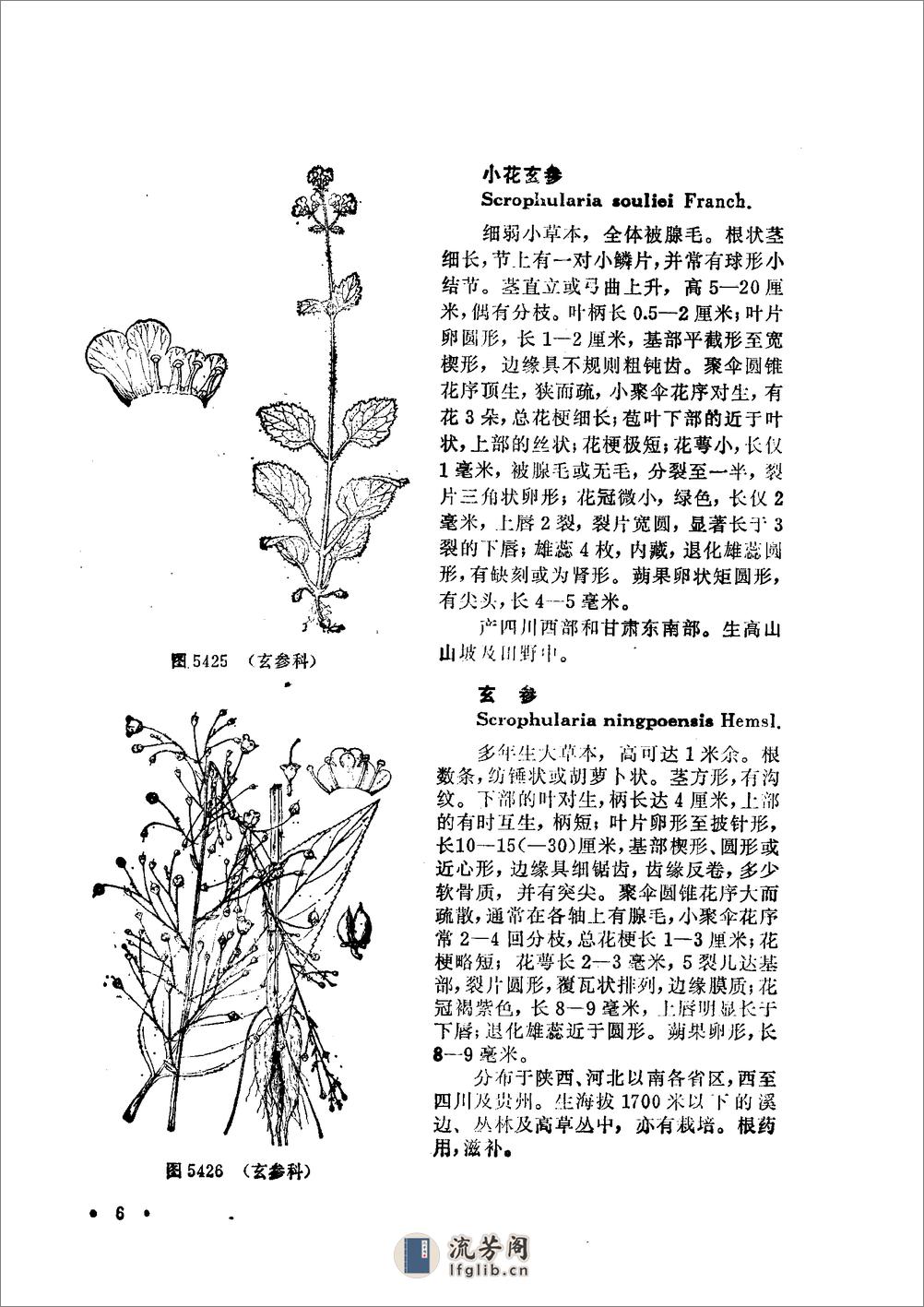中国高等植物图鉴.第四册 - 第8页预览图