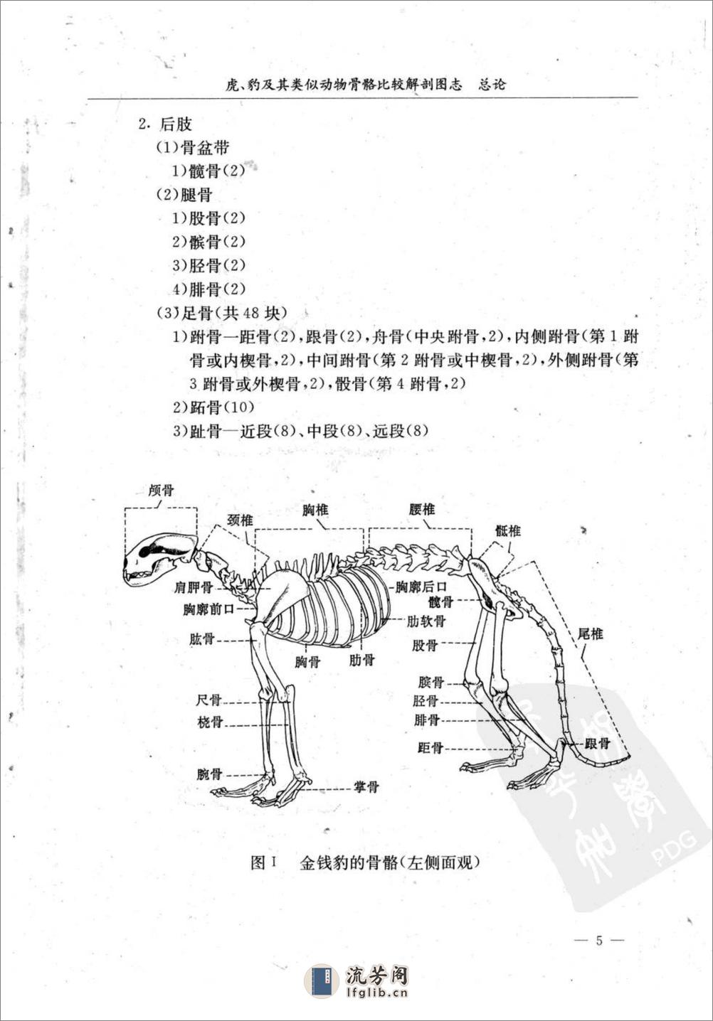 虎、豹及其类似动物骨骼比较解剖图志（陈代贤 主编） - 第19页预览图