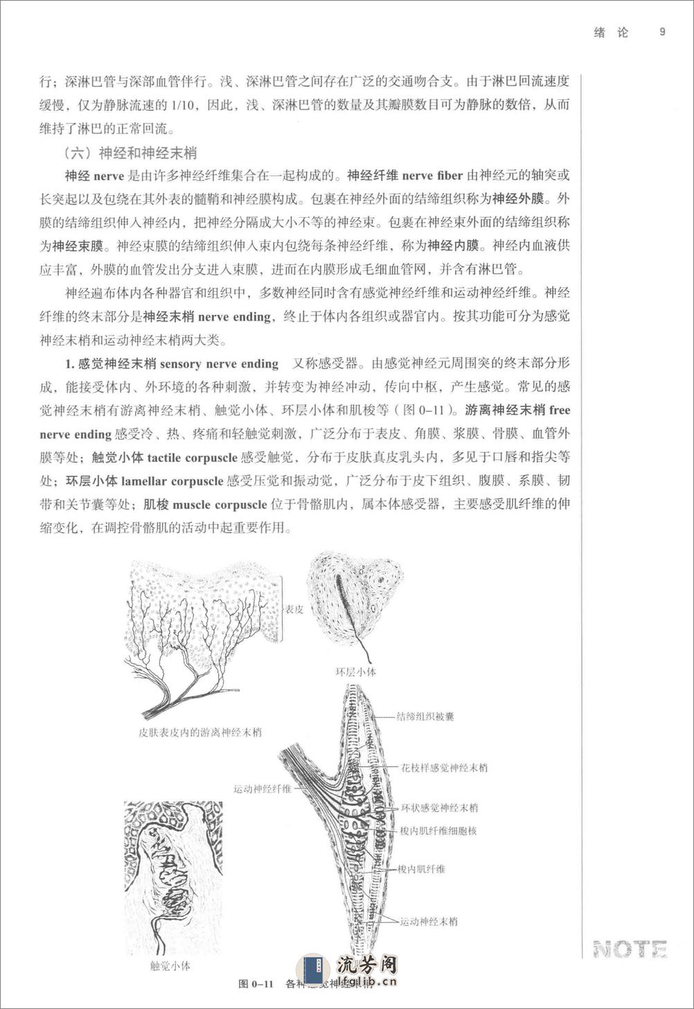 腧穴解剖学_第10版_高清无水印_全书签_不可复制 - 第20页预览图