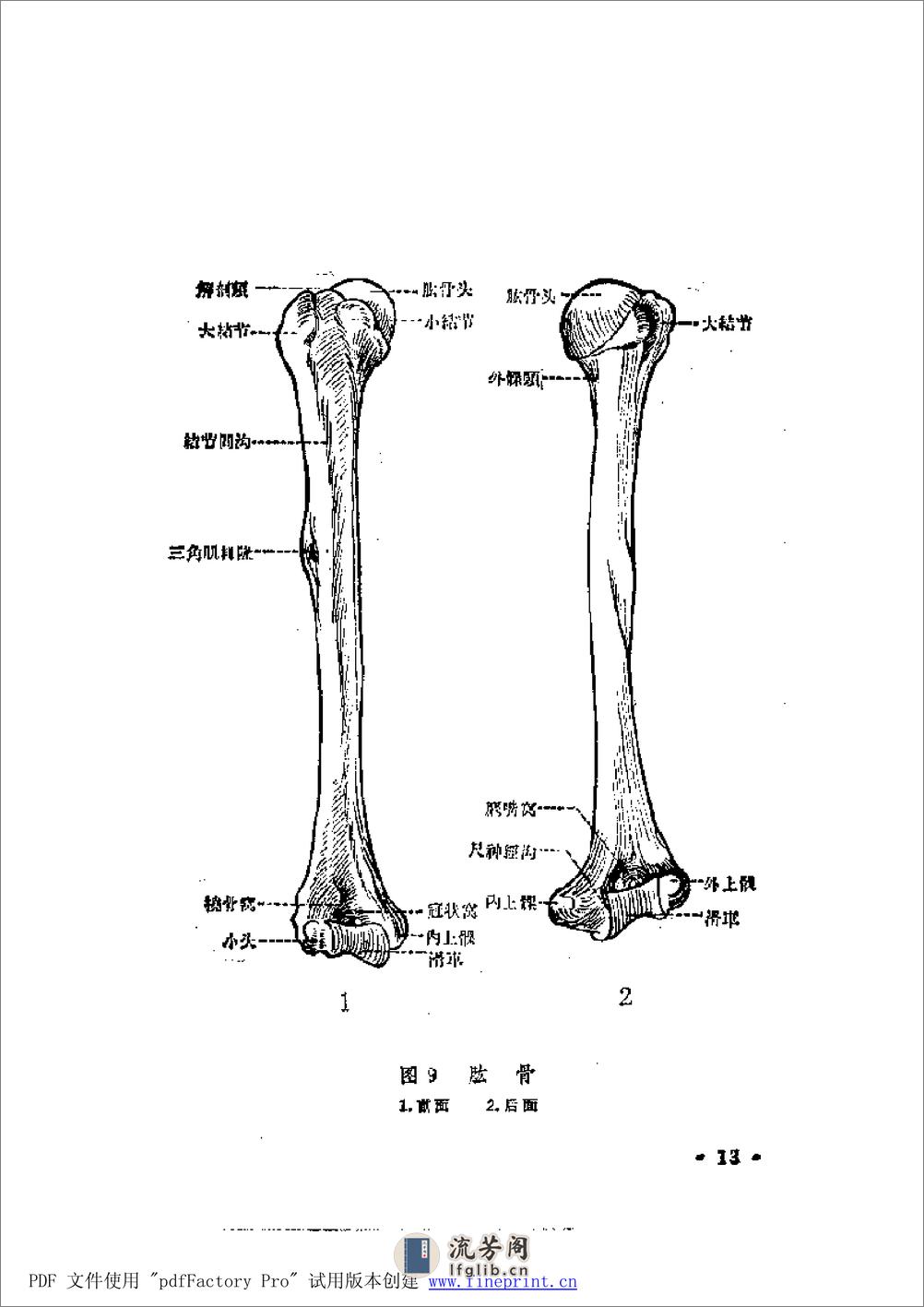 陈氏整骨学 - 第13页预览图