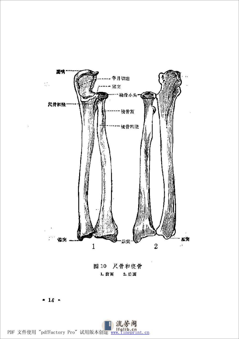 陈氏整骨学 - 第14页预览图