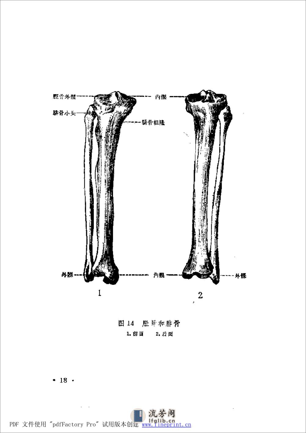 陈氏整骨学 - 第18页预览图