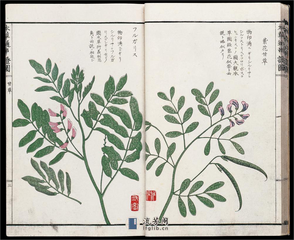 本草通串证图.5册.木村雅经.山下守胤.山下弌胤.松浦守美.画.木版色刷.1853年 - 第11页预览图