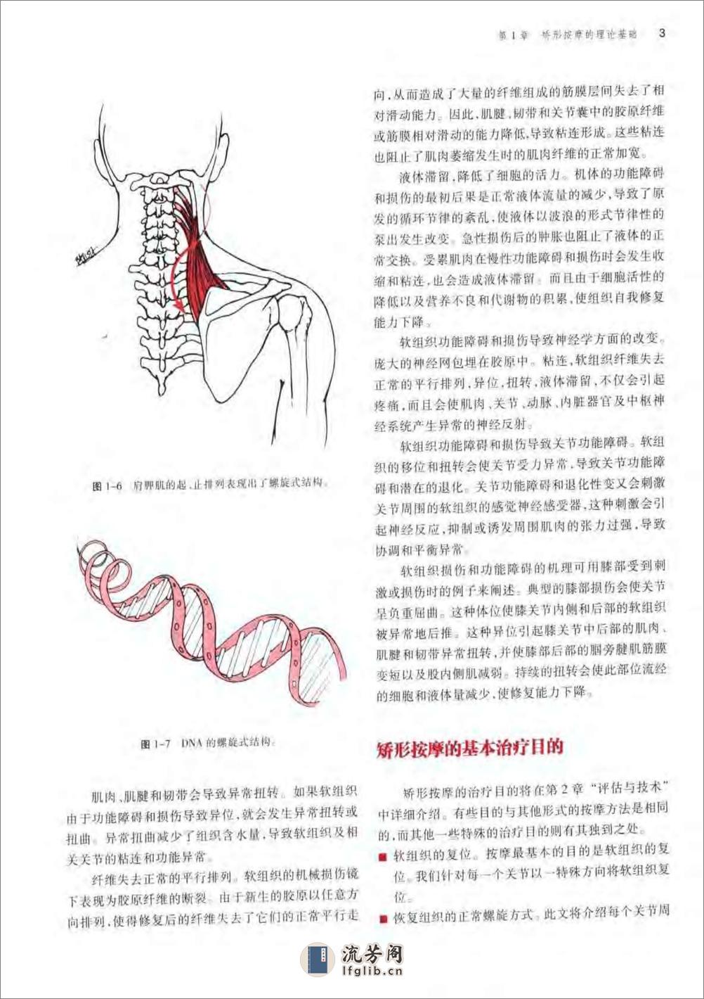 骨科疾病的矫形按摩 - 第15页预览图