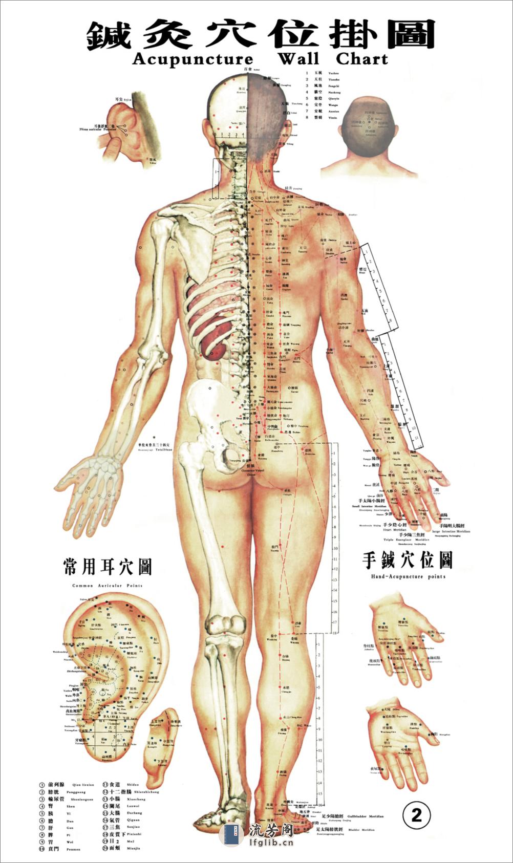 经络穴位挂图 - 第2页预览图