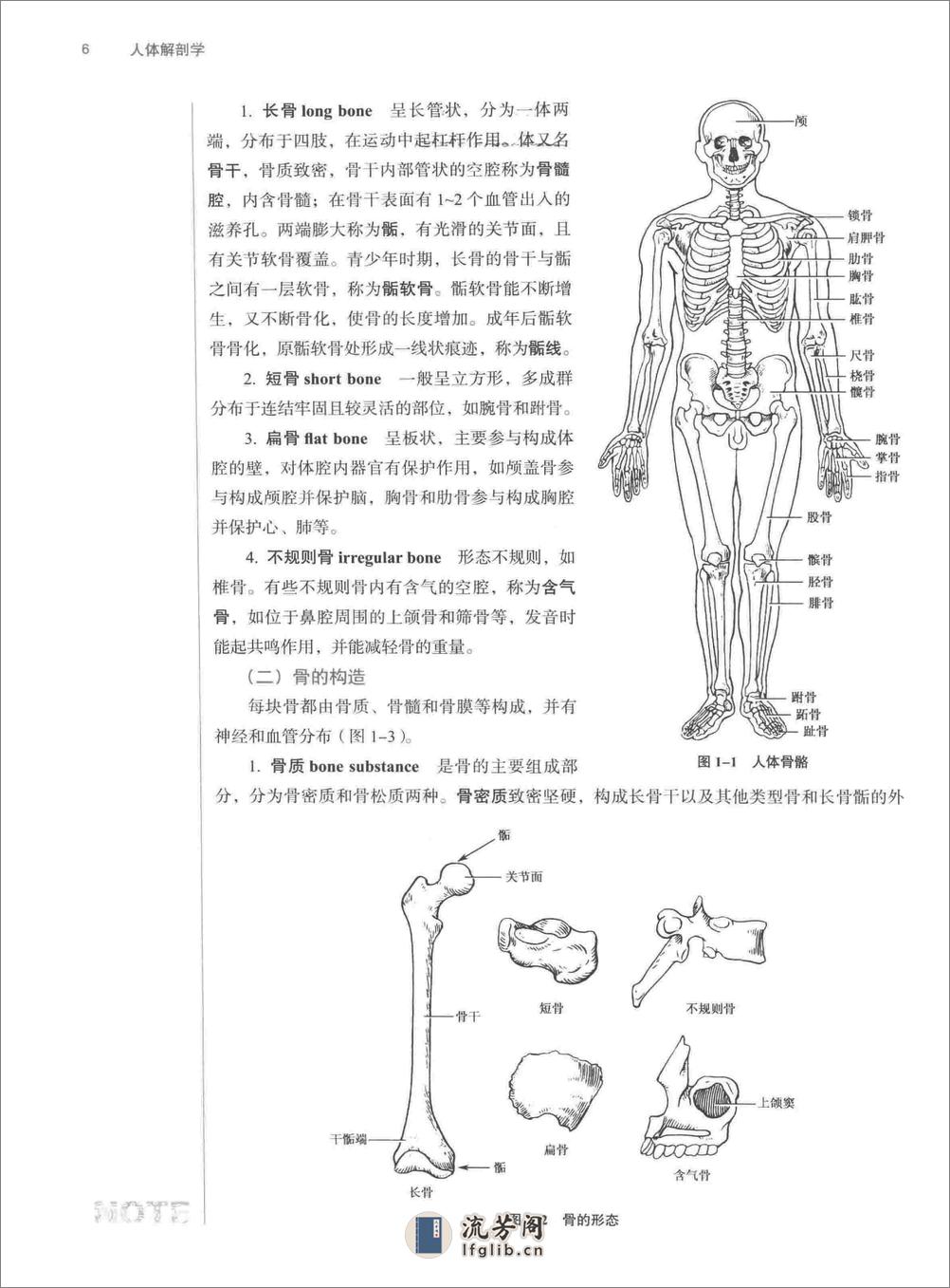 人体解剖学 - 第20页预览图