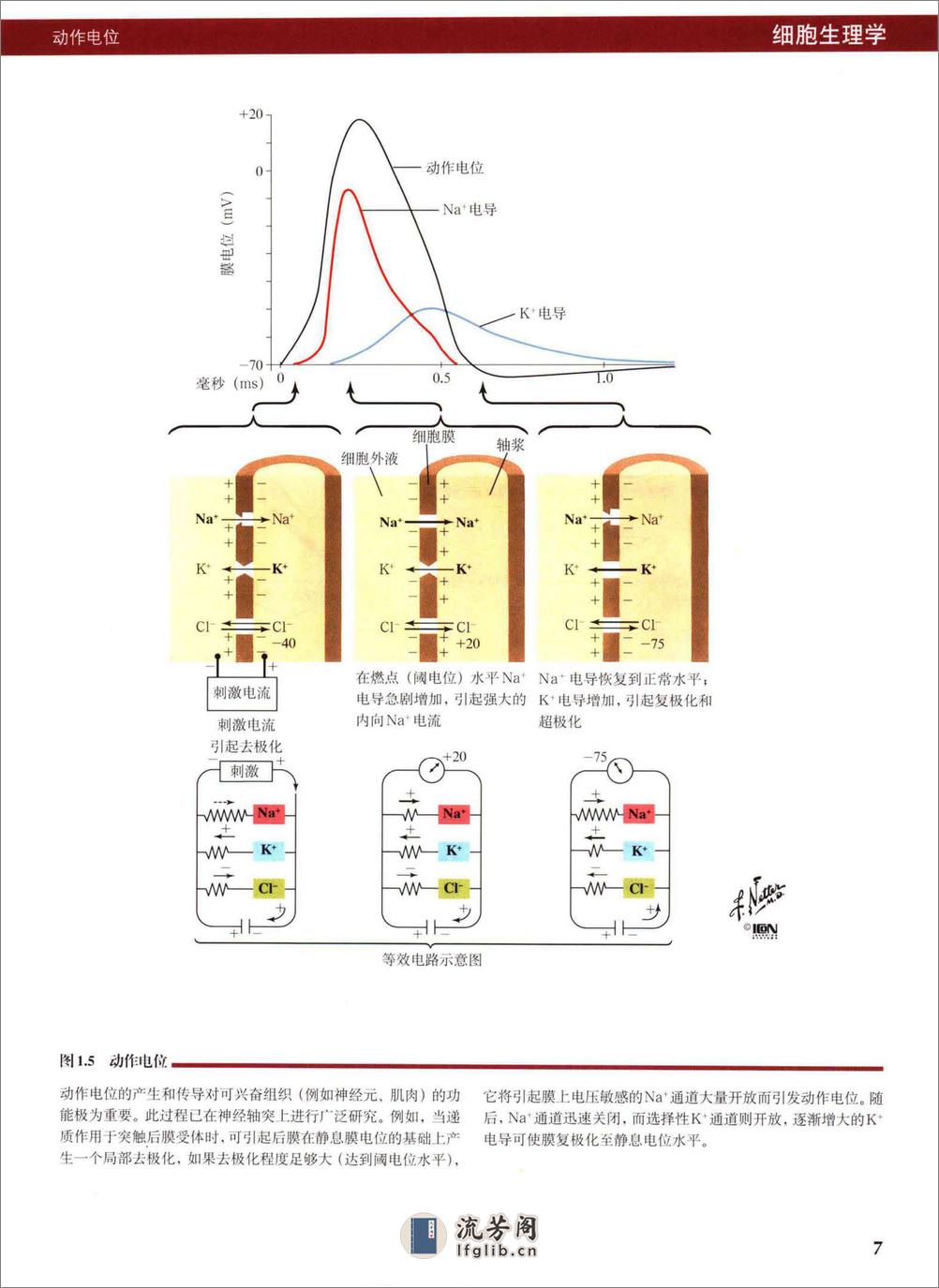 奈特人体生理学彩色图谱(高清.重新制作) - 第16页预览图