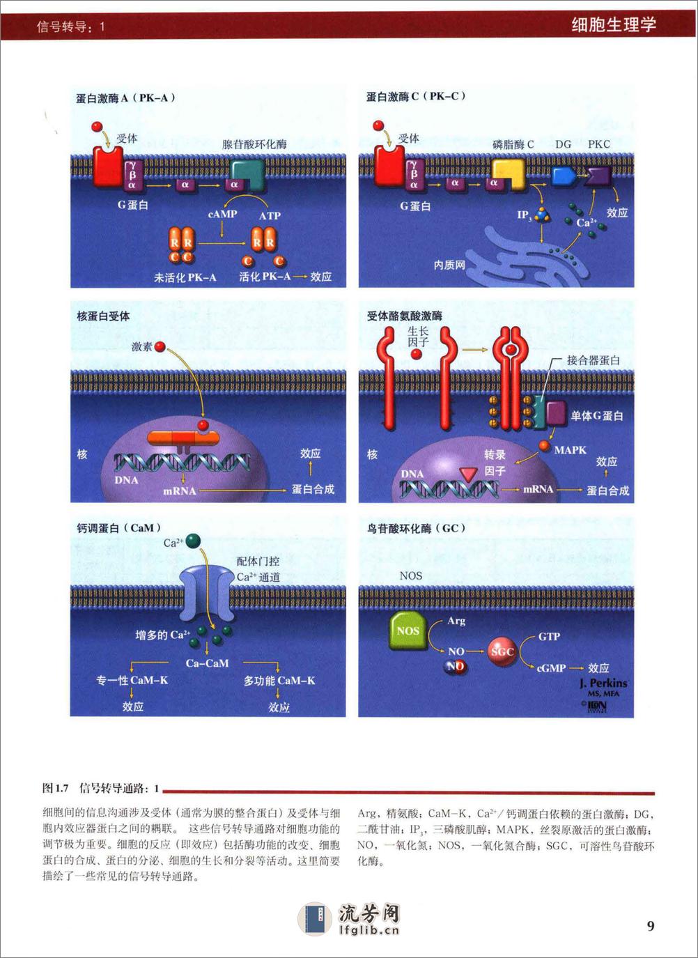 奈特人体生理学彩色图谱(高清.重新制作) - 第18页预览图