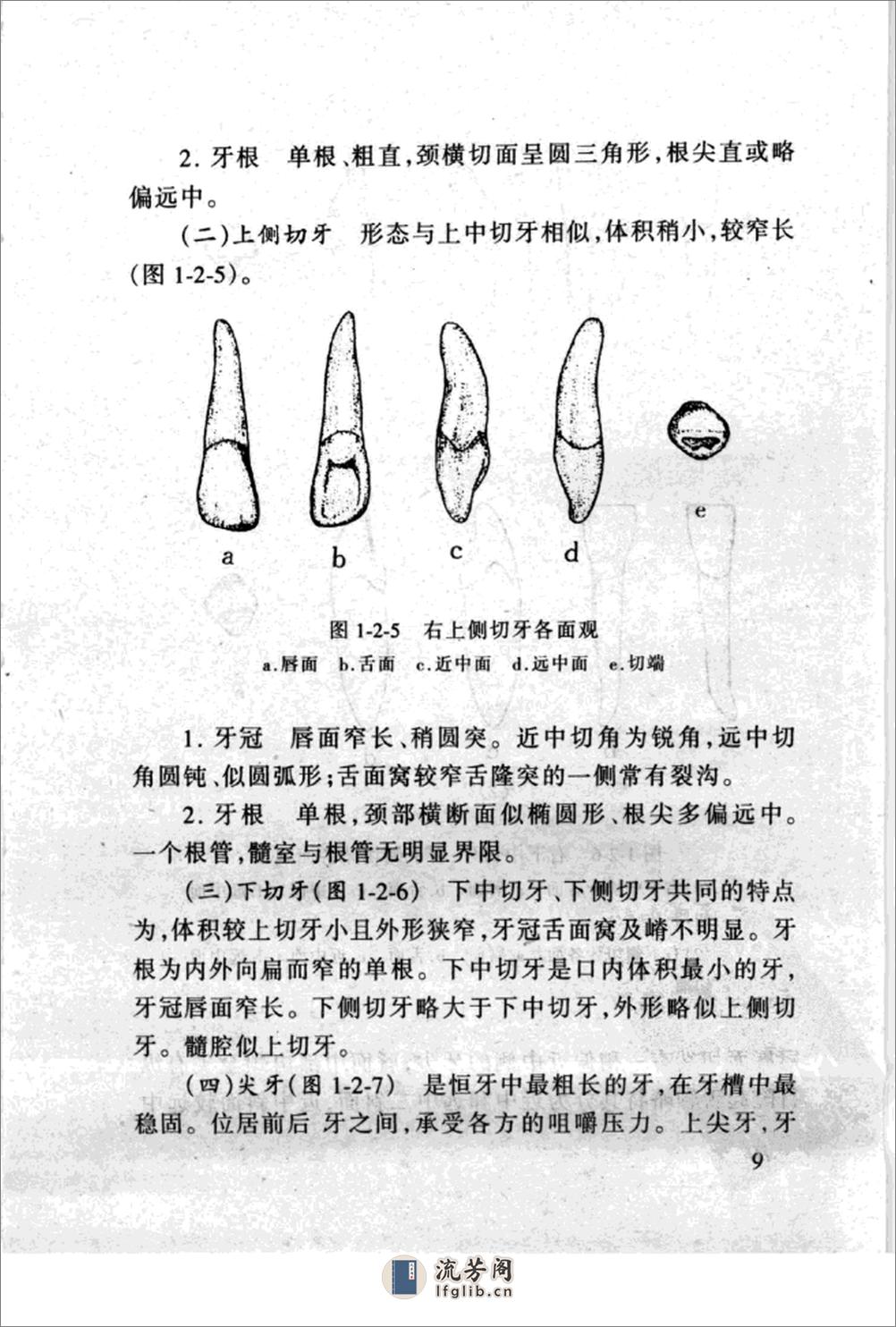 保牙、粘牙、植牙与制牙 - 第19页预览图