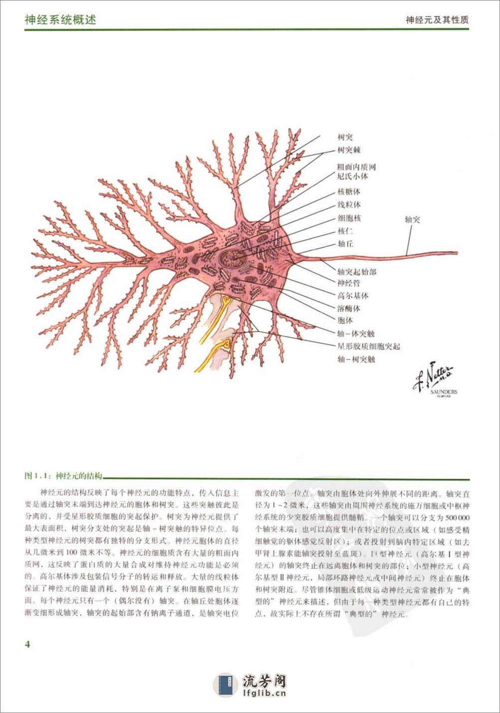 [奈特人体神经解剖彩色图谱].(美)费尔腾 - 第15页预览图