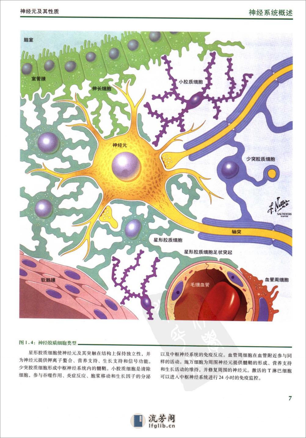 [奈特人体神经解剖彩色图谱].(美)费尔腾 - 第18页预览图