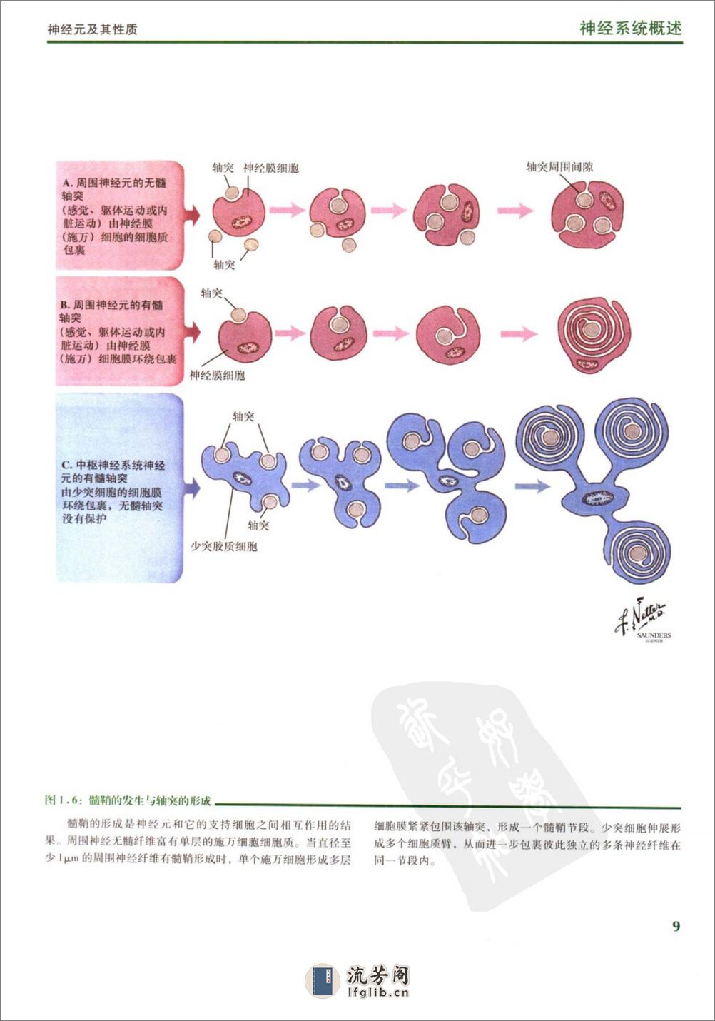 [奈特人体神经解剖彩色图谱].(美)费尔腾 - 第20页预览图