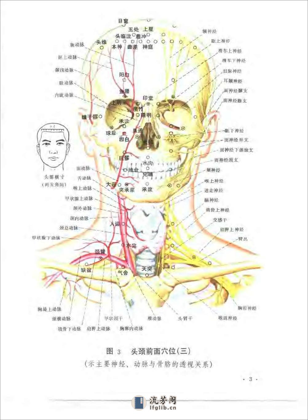 经穴断面解剖图解（头颈、胸部） - 第19页预览图